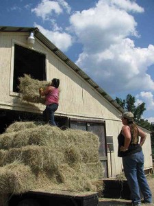 Hay is for Horses